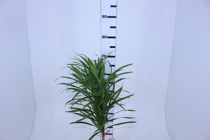FOLHAGEM DRACENA PLEOMELE FITA