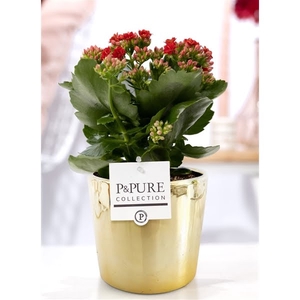 Kalanchoe red in P&PURE Laryssa ceramics shiny gold