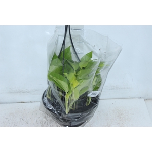 JIBOIA AMARELO C21 PENDENTE