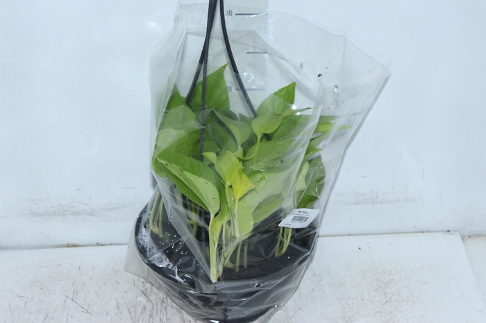 <h4>JIBOIA AMARELO C21 PENDENTE</h4>