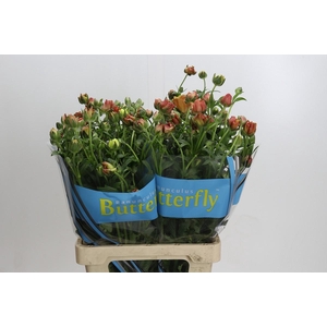 Ranunculus Butterfly Uranus