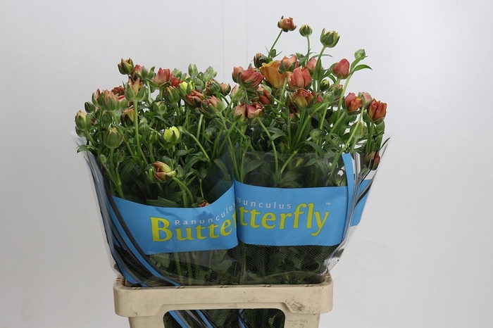 <h4>Ranunculus Butterfly Uranus</h4>