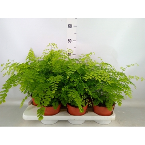 Adiantum raddi. 'Fragrans'