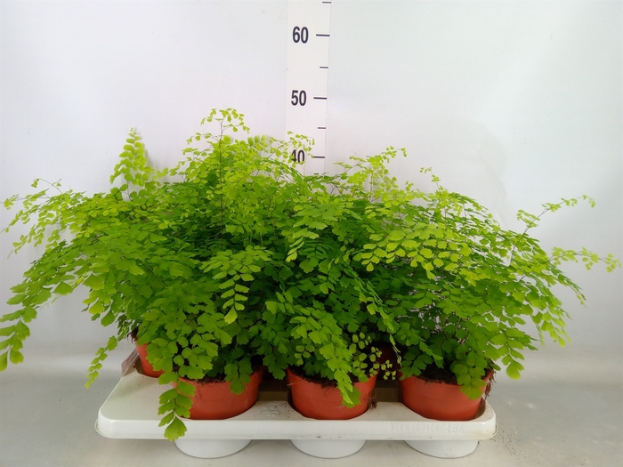 <h4>Adiantum raddi. 'Fragrans'</h4>