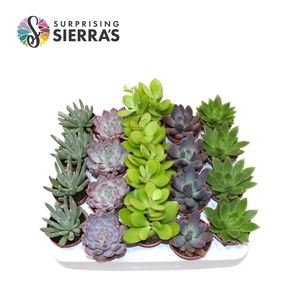 Sierra's® - Valencia Succulent Mix (Prime)