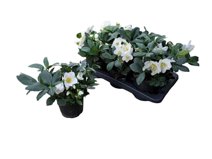 <h4>HELL N HEAVENLY</h4>