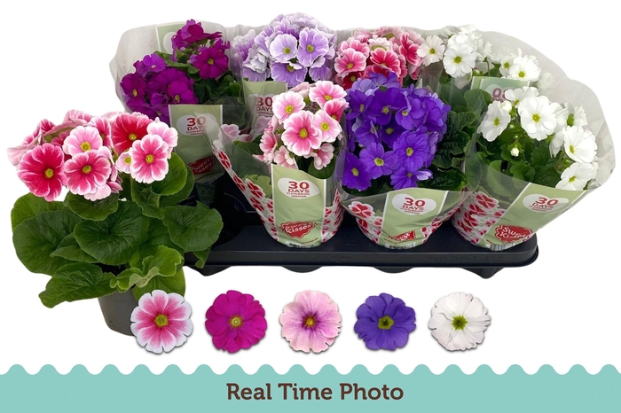 <h4>PRIM OB TM GEM</h4>