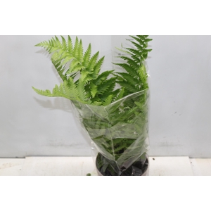CYATHEA MEDULLARIS P17