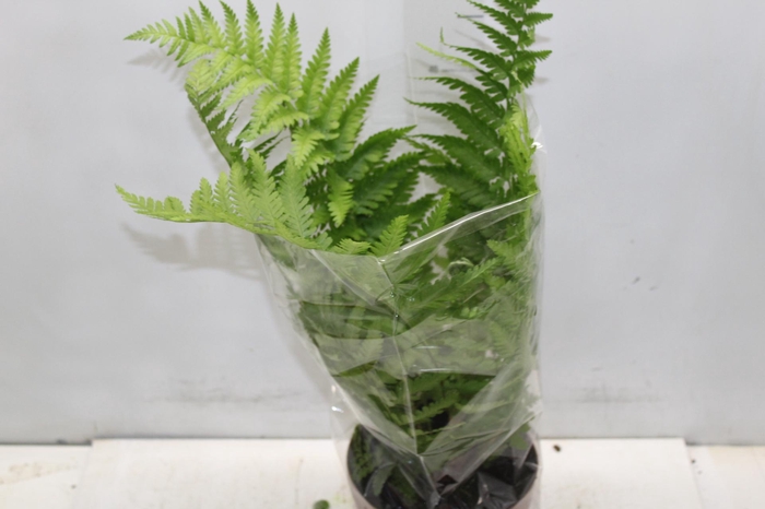 CYATHEA MEDULLARIS P17