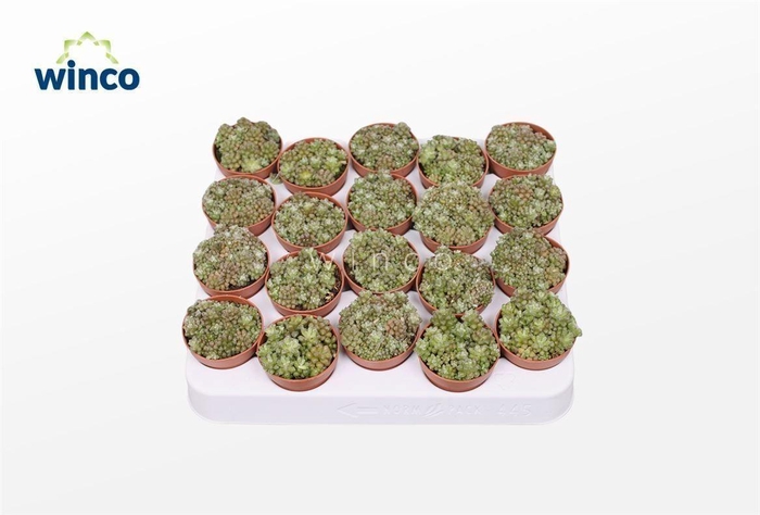 <h4>Anacampseros Tomentosa</h4>