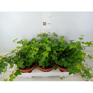 Hedera helix 'Pittsburgh'