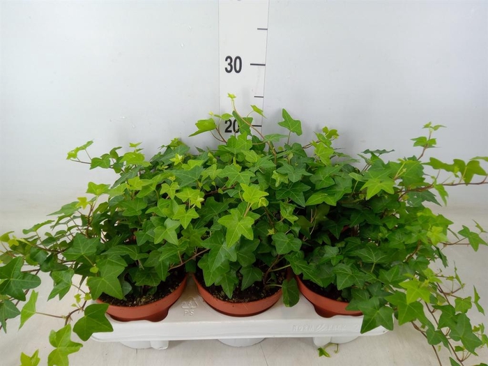 <h4>Hedera helix 'Pittsburgh'</h4>