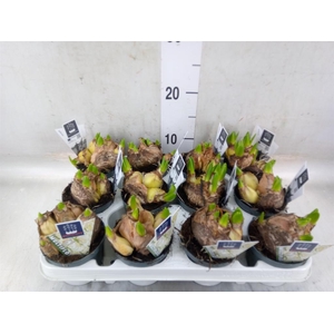 Hyacinthus orie. 'Multifl' ..