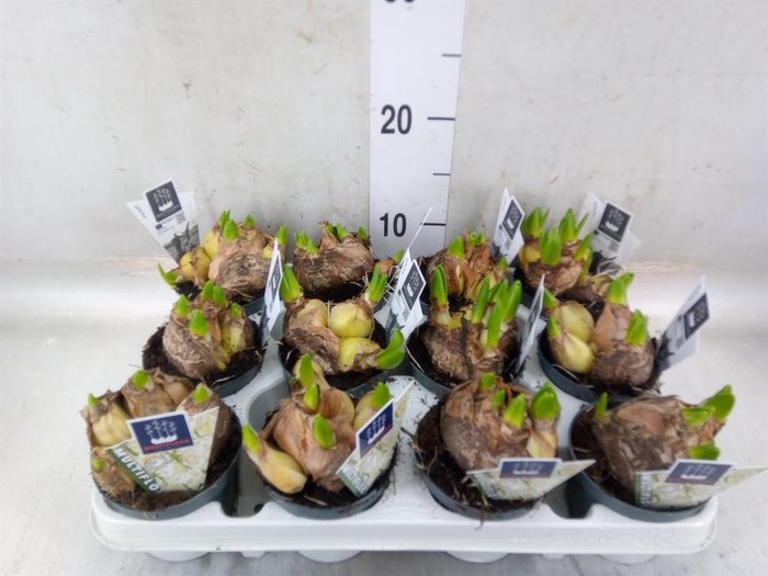 <h4>Hyacinthus orie. 'Multifl' ..</h4>