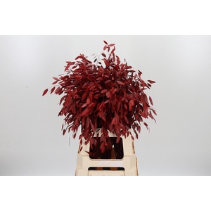Chasmantium Kl Bh Rood