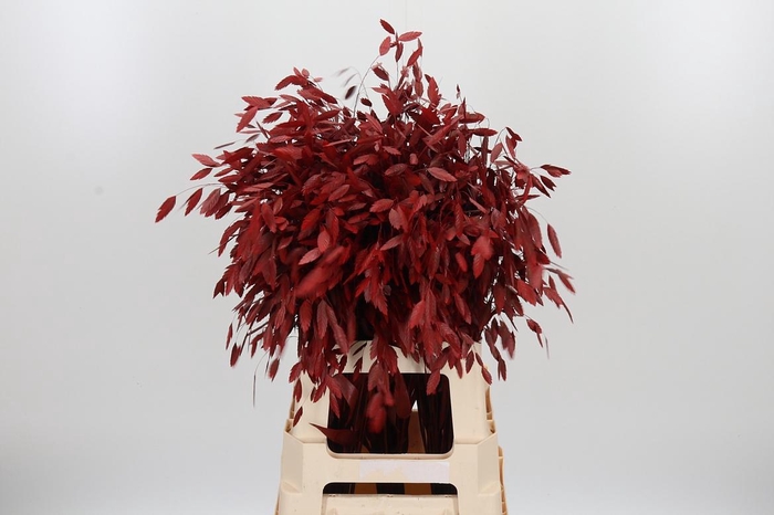 <h4>Chasmantium Kl Bh Rood</h4>