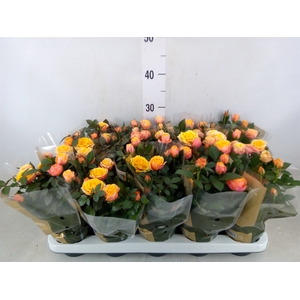 Rosa  'Firebird Kordana Grande'