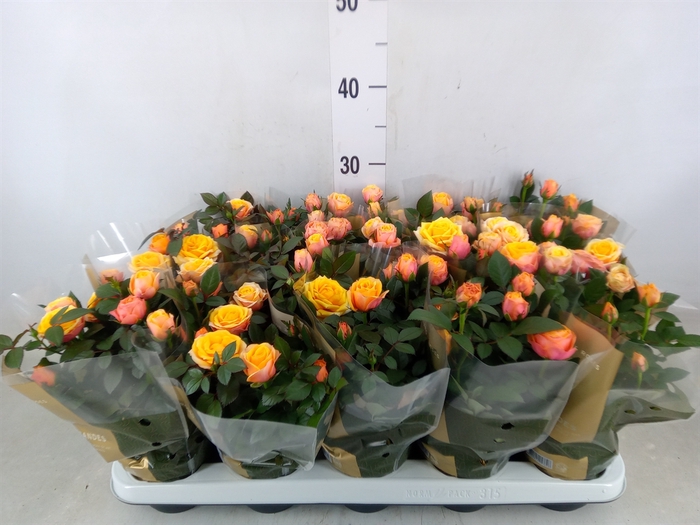 <h4>Rosa  'Firebird Kordana Grande'</h4>