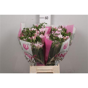 Fr Du Honeymoon (op Kleur!)