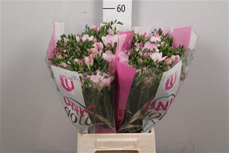 <h4>Fr Du Honeymoon (op Kleur!)</h4>