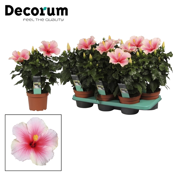 Decorum Hibiscus Geisha bicolor roze/wit