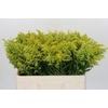 Solidago Tara Gold Buiten