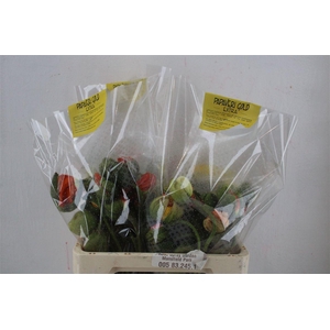 Papaver Mixed Extra P Stem