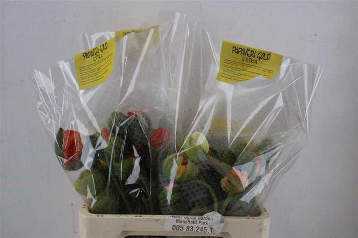 <h4>Papaver Mixed Extra P Stem</h4>