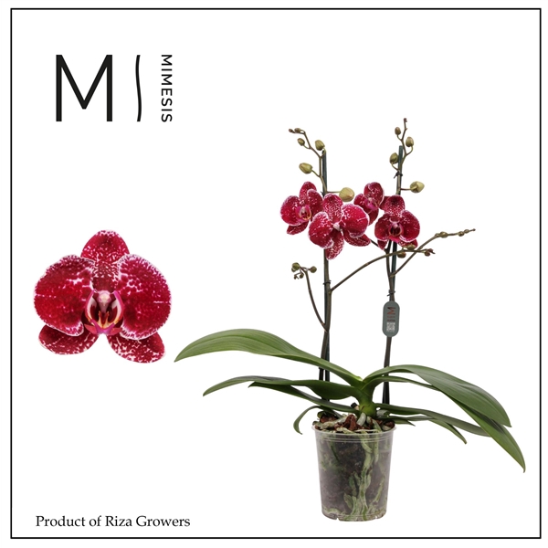 <h4>Mimesis Phal. Eduction - 2 spike 12cm</h4>