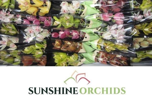 <h4>CYMB MI GEM</h4>