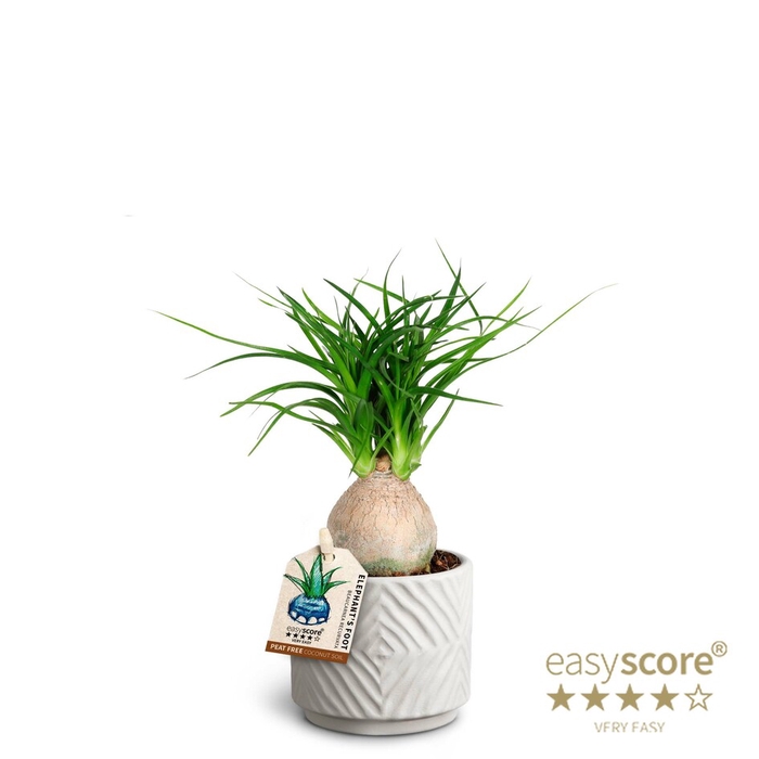 BEAUCARNEA RECURVATA p7