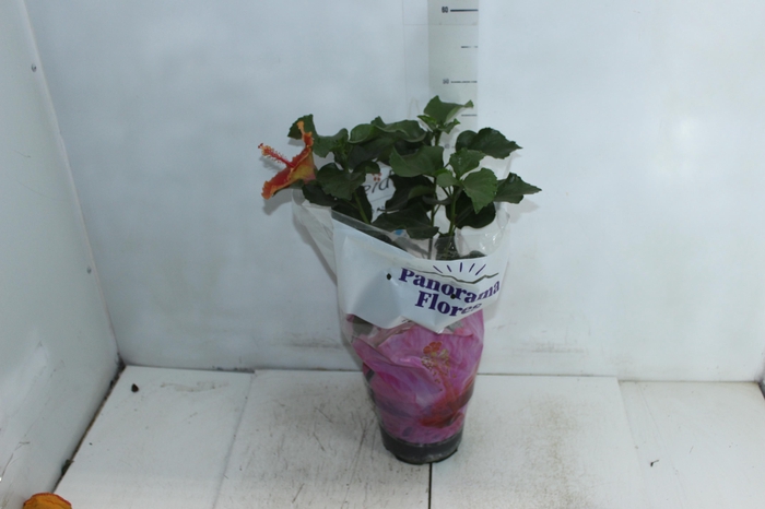 <h4>HIBISQS P17</h4>