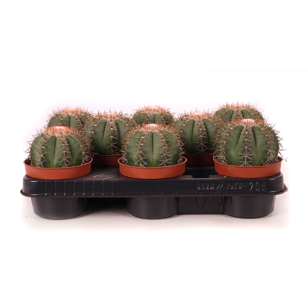 <h4>Melocactus matanzanus 10,5 cm</h4>