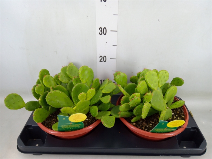 <h4>Opuntia humifusa</h4>
