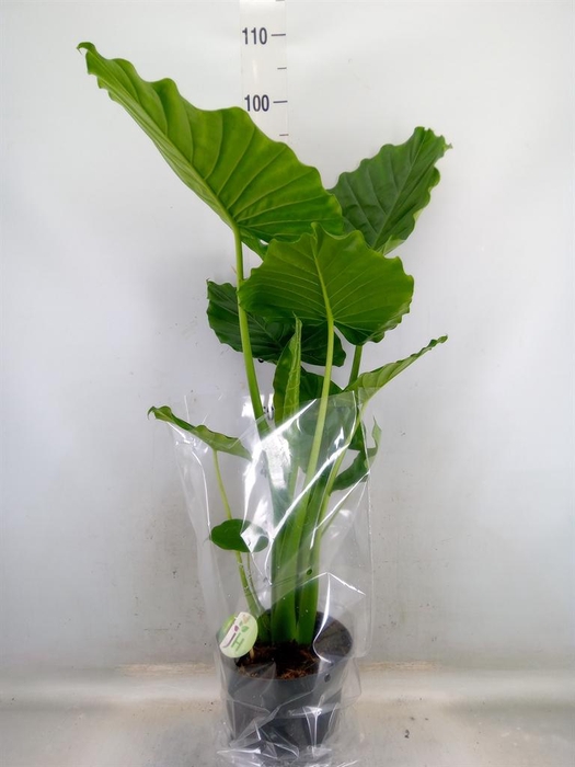 <h4>Alocasia gageana</h4>