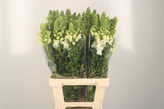 <h4>Antirrhinum It. White</h4>