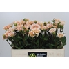 Dahlia Orange Perception
