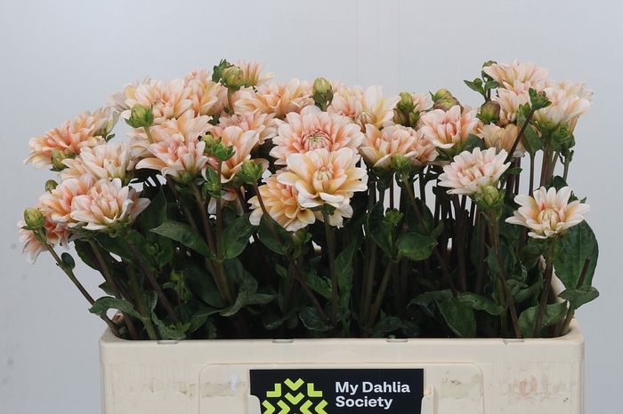 <h4>Dahlia Orange Perception</h4>