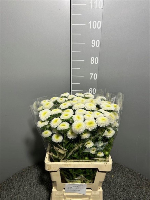 <h4>Callist Mats White</h4>