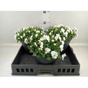 Viola corn. 'Evo Mini White'