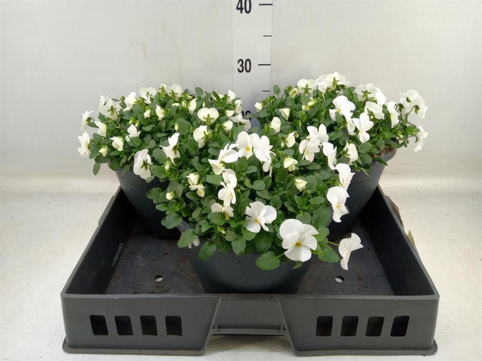 <h4>Viola corn. 'Evo Mini White'</h4>