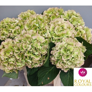 HYDR M CH WHI VER CL