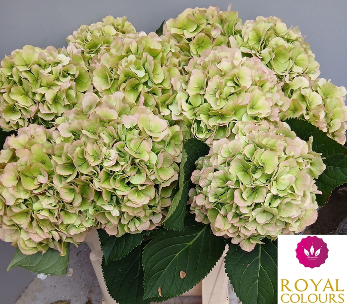 <h4>HYDR M CH WHI VER CL</h4>