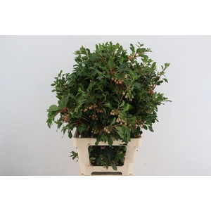 ENKIANTHUS BLOEIEND 70/80CM