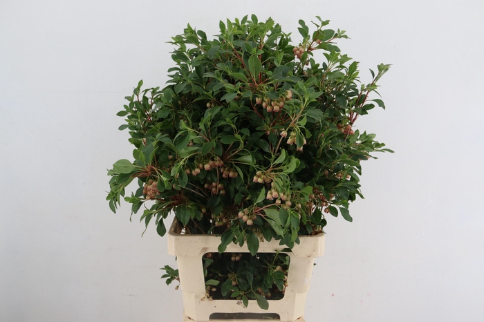 <h4>ENKIANTHUS BLOEIEND 70/80CM</h4>