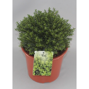 Hebe odora 'New Zealand Gold' C5