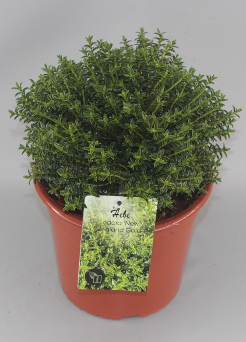 <h4>Hebe odora 'New Zealand Gold' C5</h4>
