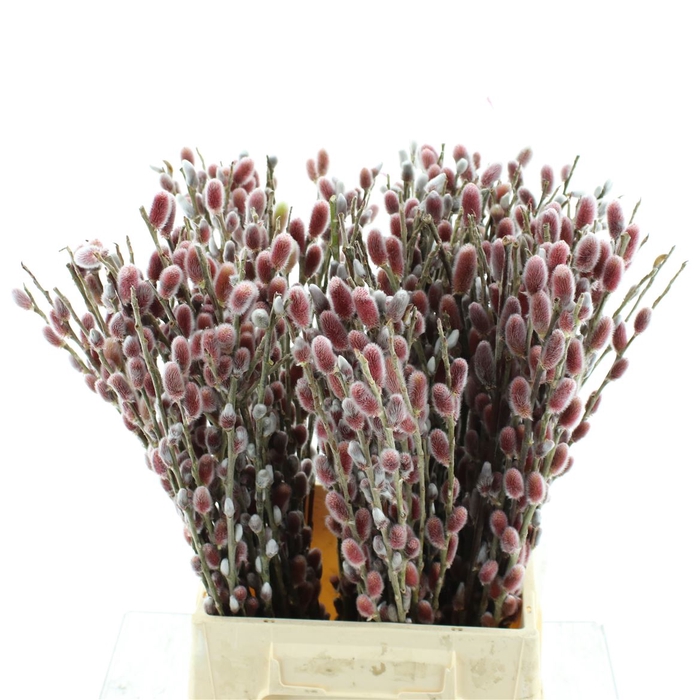 <h4>Salix Ch Red Passion</h4>