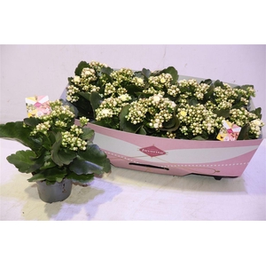 Kalanchoe Mozaic