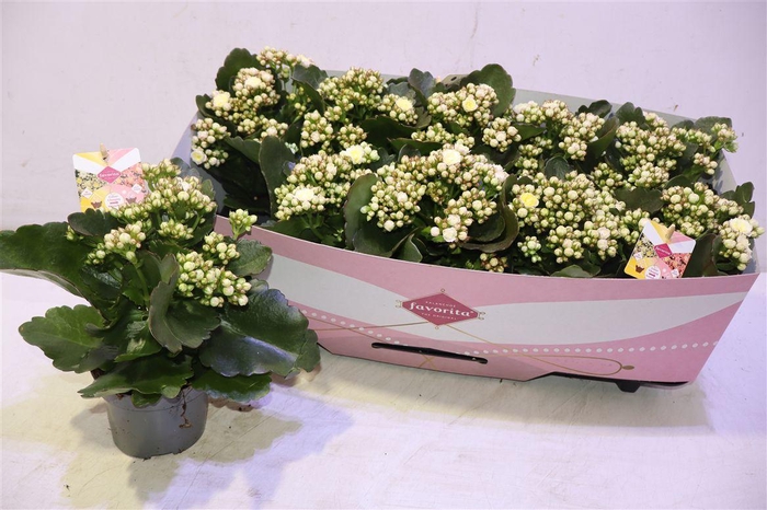 <h4>Kalanchoe Mozaic</h4>